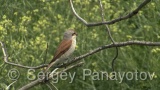 Video of Red-backed Shrike - Red-backed Shrike hunting in breading period on Shablensko lake, Bulgaria